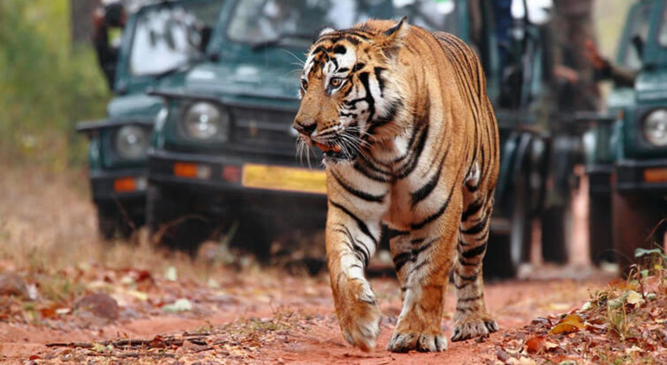 Jaipur to Ranthambore Wildlife Package